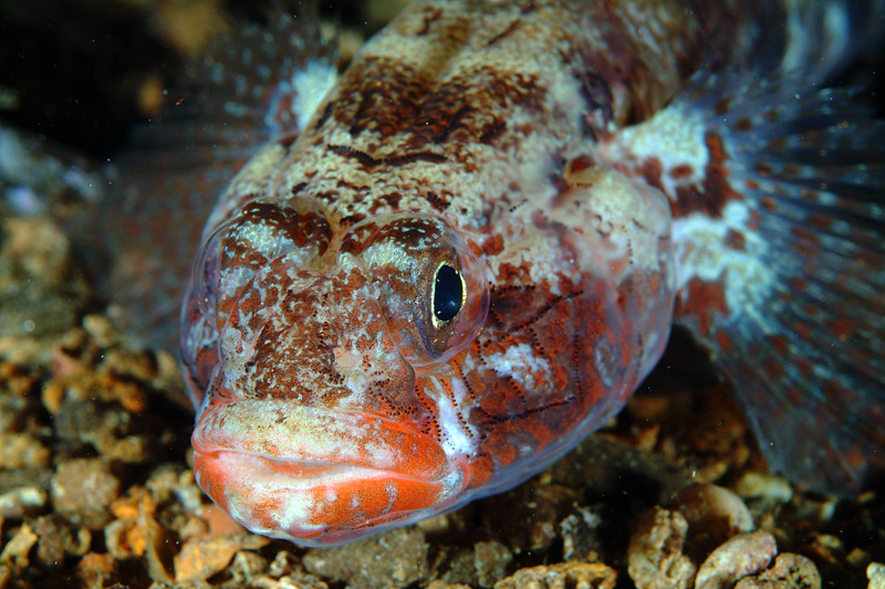 Gobius cruentatus